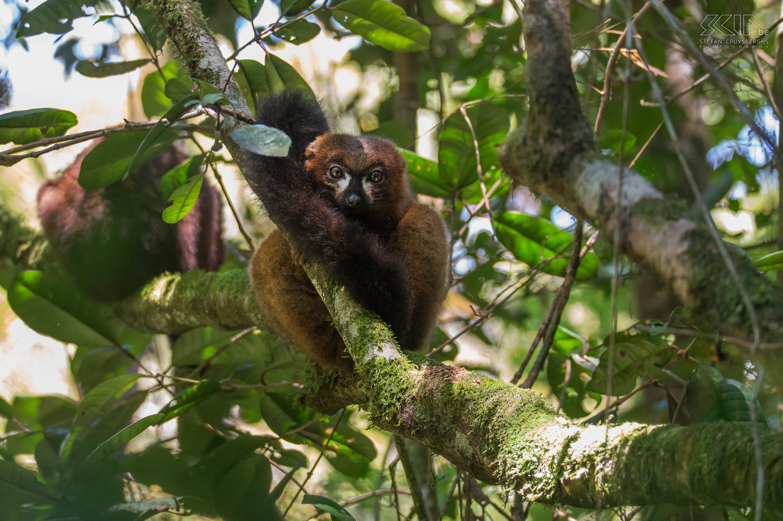 Ranomafana - Red-bellied lemur Female red-bellied lemurs (Eulemur rubriventer) in Ranomafana. The red-bellied lemur is a medium sized lemur with chestnut brown coat. Stefan Cruysberghs